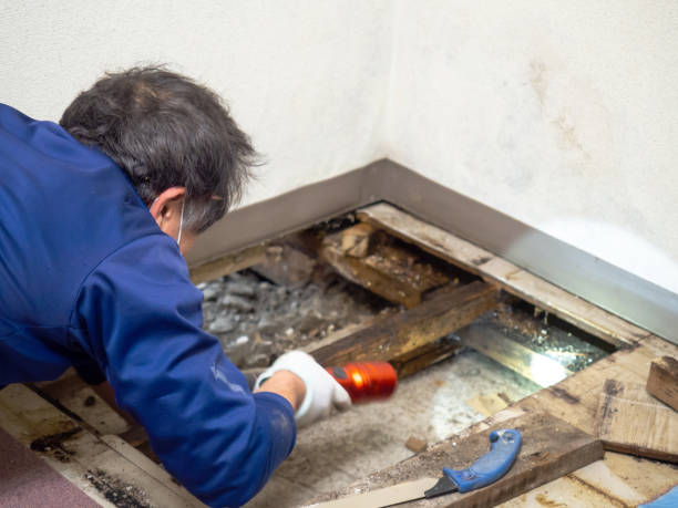 Best Mold Damage Repair  in Sun Valley, ID