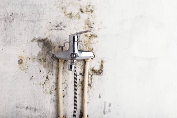 Best Commercial Mold Removal  in Sun Valley, ID