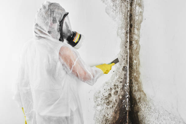 Best Attic Mold Removal  in Sun Valley, ID