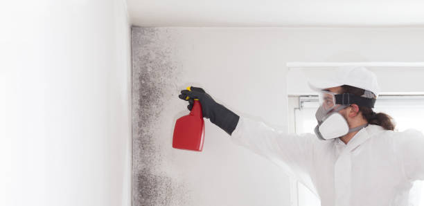 Best Mold Testing  in Sun Valley, ID