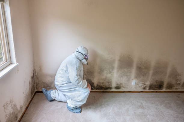 Home Mold Removal in Sun Valley, ID