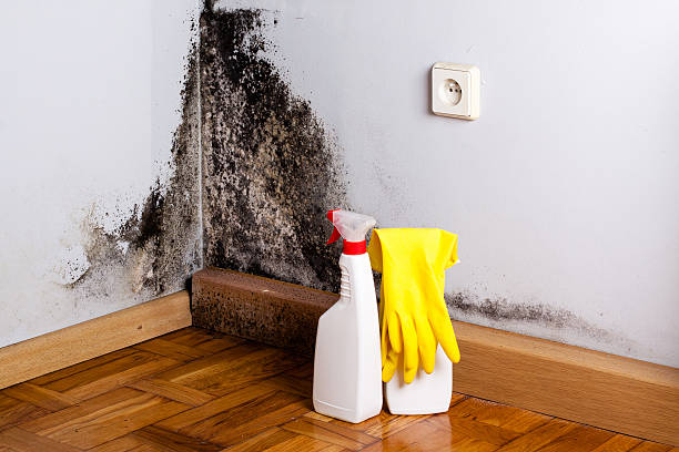 Certified Mold Removal in Sun Valley, ID